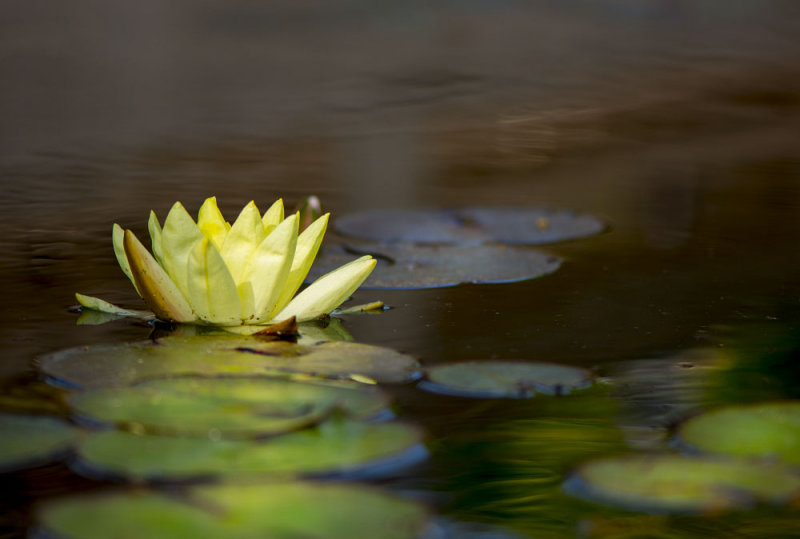 Water Lily 1348