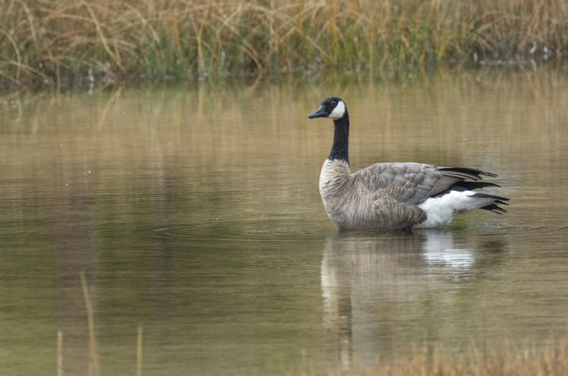 Canadian Goose 5830