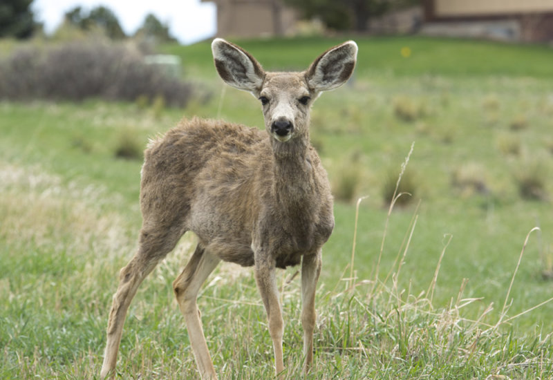 Deer 9644