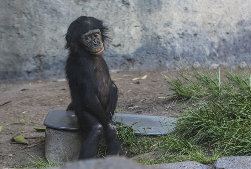 Baby Bonobo 8466
