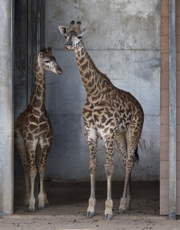 Giraffes 2539