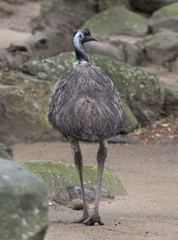 Emu 5636