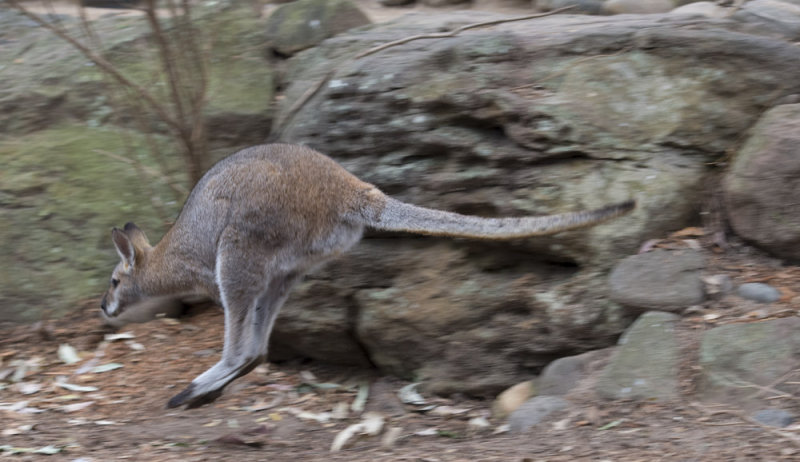 Kangaroo 5632
