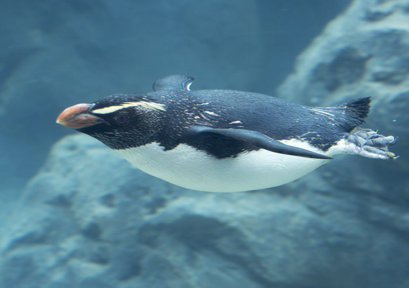 Penguin 5788