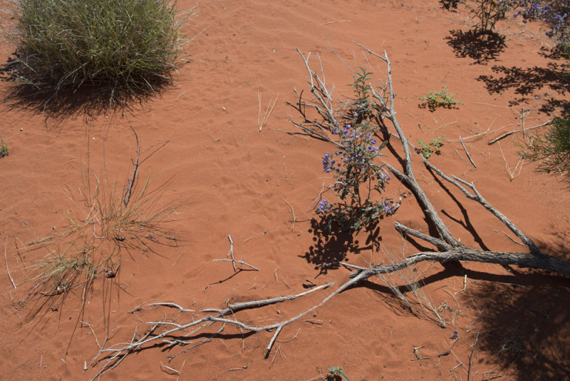 Ayers Rock 6104