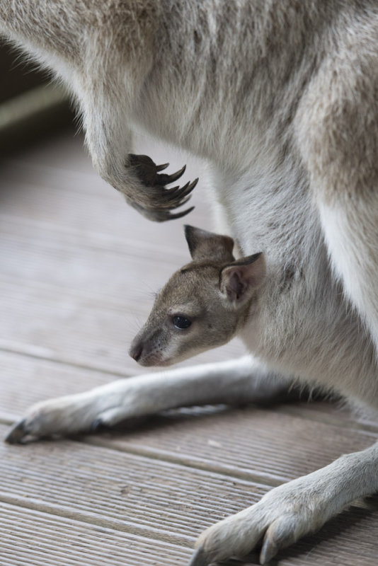 Baby Wallaby 6598
