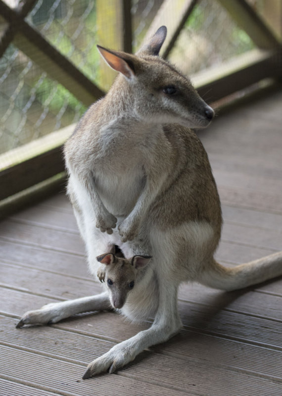 Baby Wallaby 6597