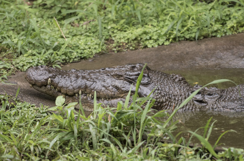 Salt Water Croc 6592