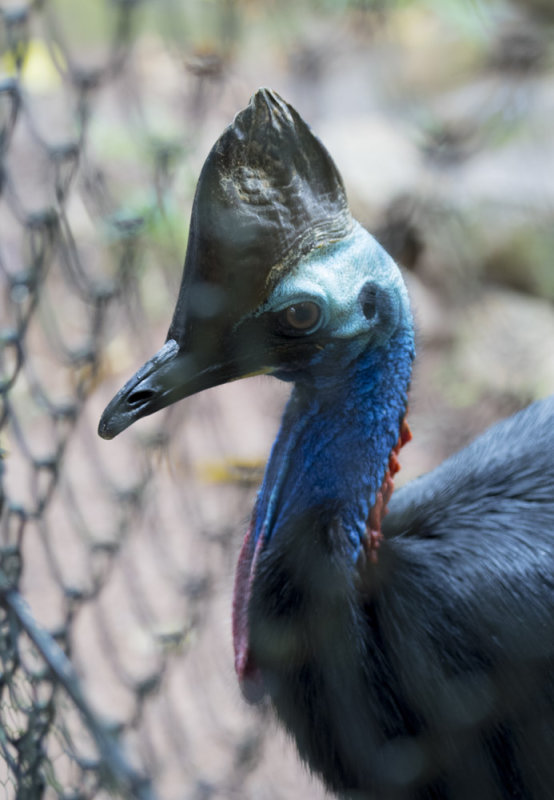 Cassowary 6599