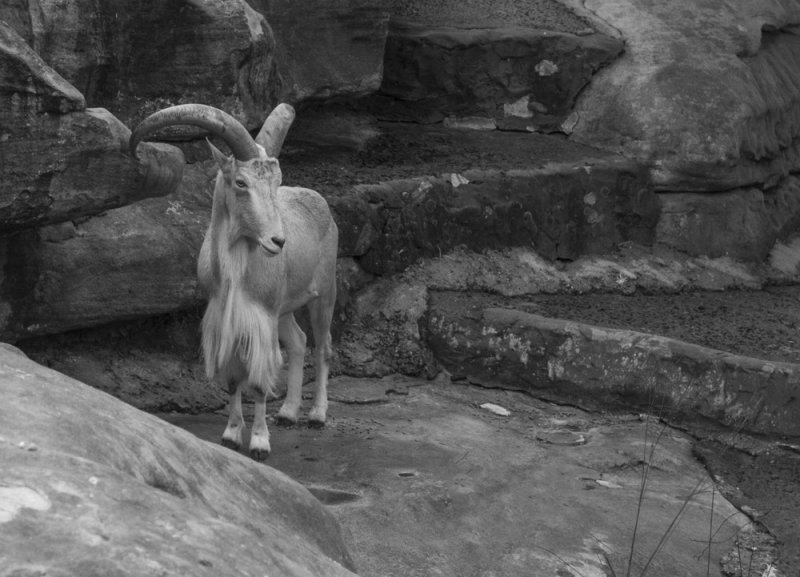 Barbary Sheep 4054