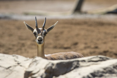 Gazelle  7455