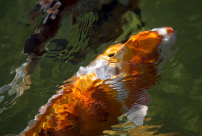 Koi 1412