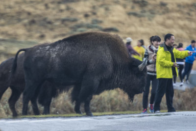 Bison Too Close 6139