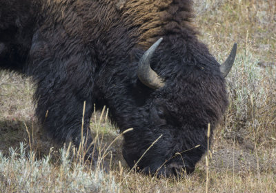 Bison 6103