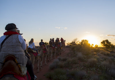 Camel Tour 5876