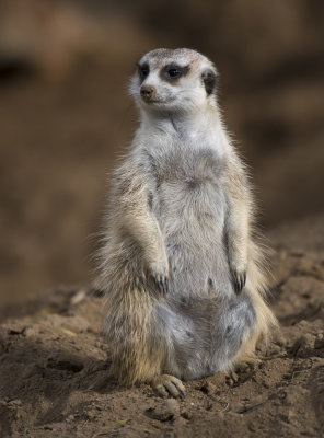 Meercat 7205