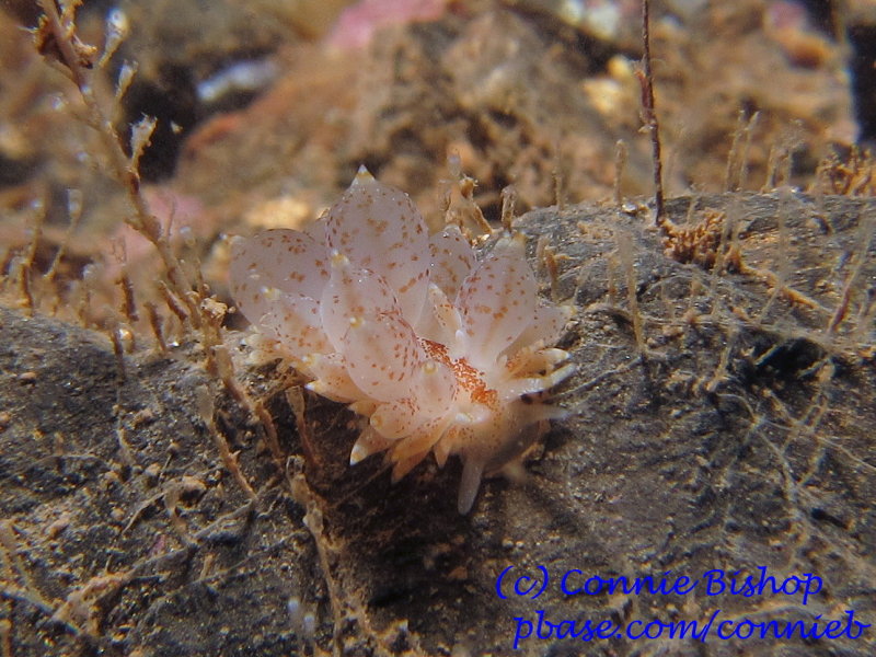 Dwarf Balloon Aeolis Nudibranch