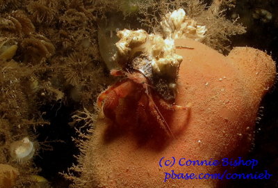 Hermit Crab on Stalked Tunicate