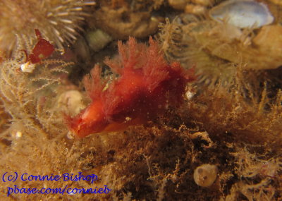 Bushy-Back Nudibranch