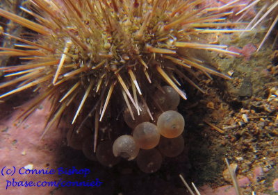 Urchin eating eggs (Sea Raven eggs?)