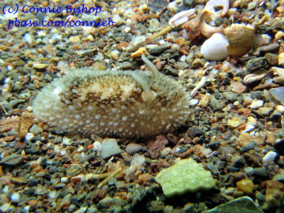 Barrnacle-Eating Nudibranch (IMG_9482) 