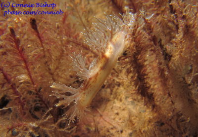 Bushy-back Nudibranch (IMG_9456)