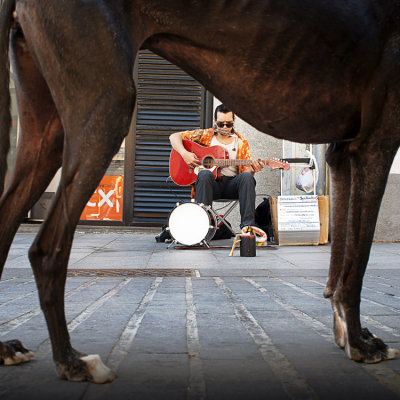 Blues a travs de un galgo