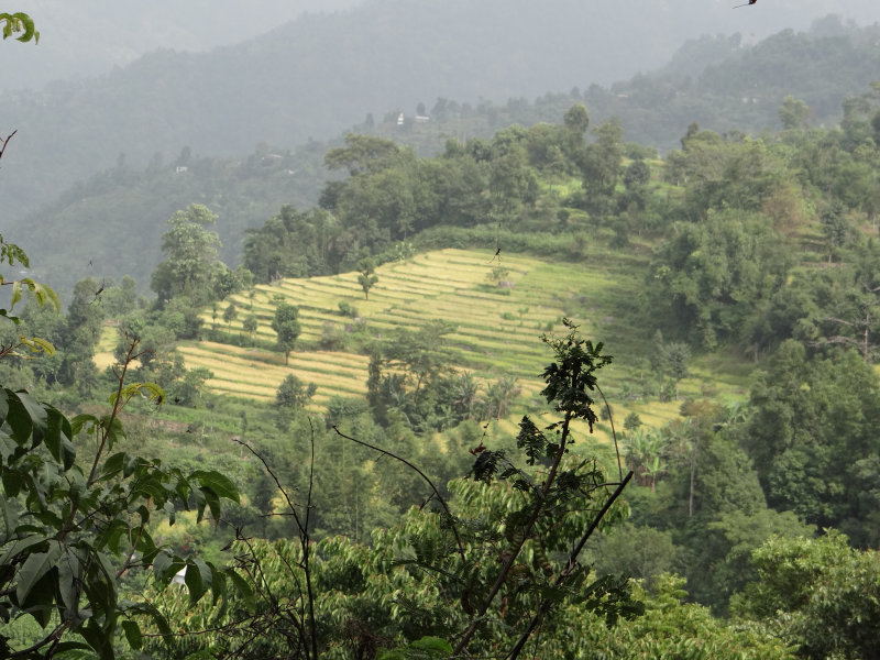 Terraced fields of Sikkim