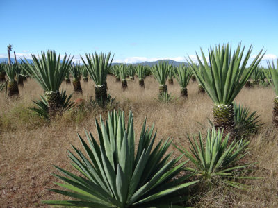 Sisal, used to make rafia