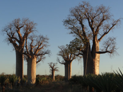 Our first baobab trees.  Madagascar has six different kinds of baobabs (Africa has only one).