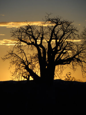 Baobab at sunset