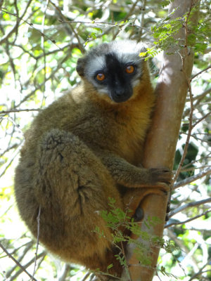 Red chested brown lemur