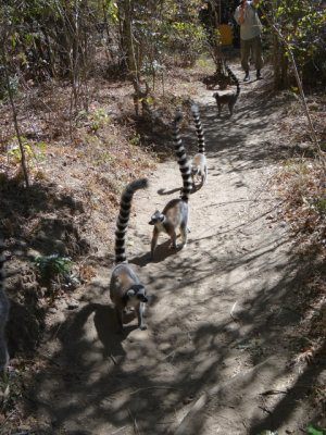 Ringtail lemurs approaching