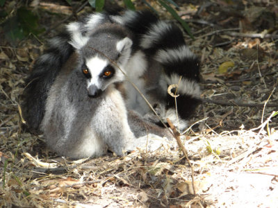 Madagascar:  June 2013