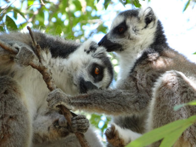 Lemurs grooming one another
