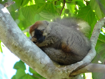 Snoozing brown lemur