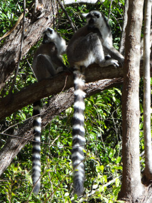 Ringtails hanging out