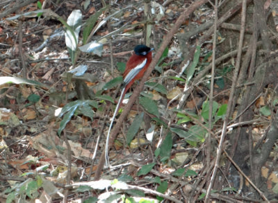 Paradise flycatcher