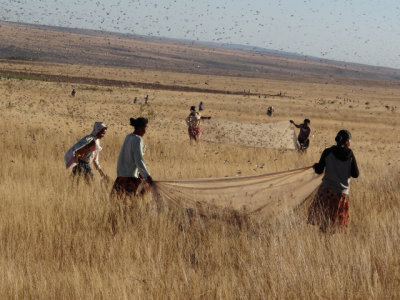 Harvesting locusts...to eat...good protein.