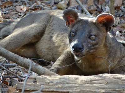 Fossa, the carnivorous predator of lemurs