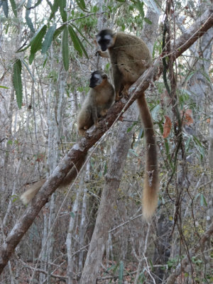 Brown lemurs hanging out