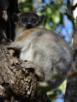 Sportive lemur - nocturnal, so we interrupted his/her nap.