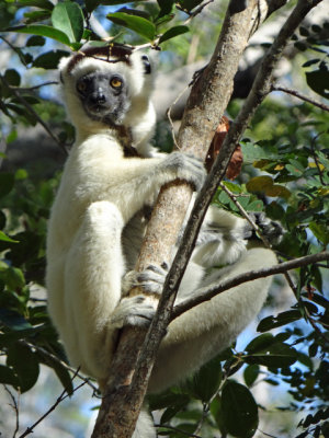 Sifaka - they walk strangely (as they rarely toiuch the ground), almost like they are dancing.