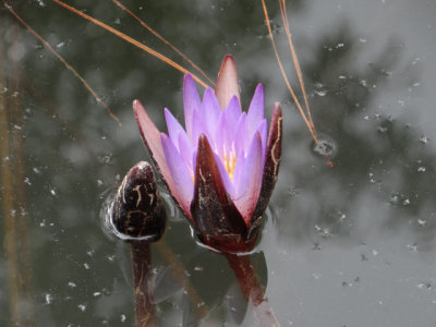 Waterlily 