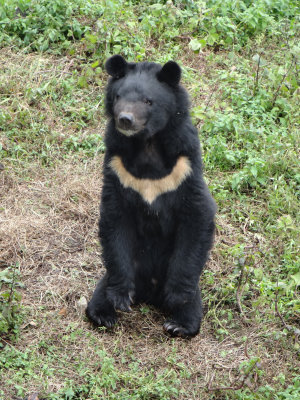 Asian bear (seen in Gangtok Zoo, Sikkim)