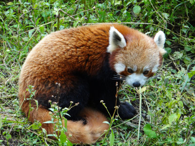 Red panda (Gangtok Zoo)
