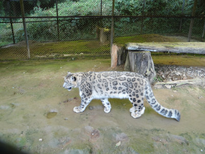 Snow leopard (Gangtok Zoo)