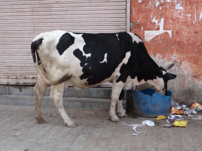 Cows can have a good life in India