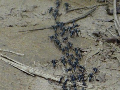 Ants on march