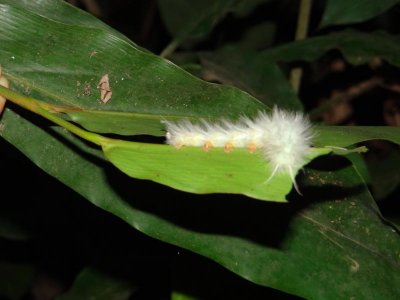 Fuzzy white caterpillar